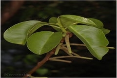 Excoecaria agallocha